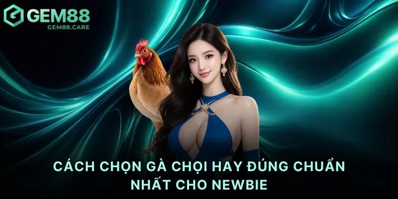 Cách chọn gà chọi hay đúng chuẩn nhất cho newbie